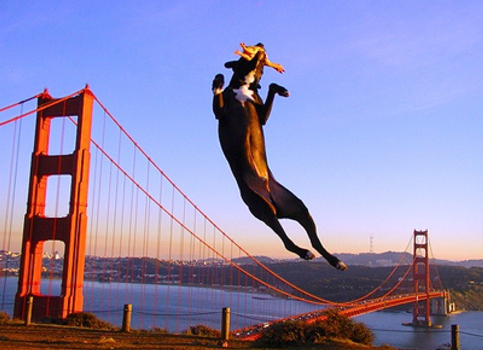 What Your San Francisco Pet Is Costing You