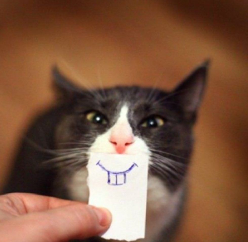 Open Letter To My Pet Cat