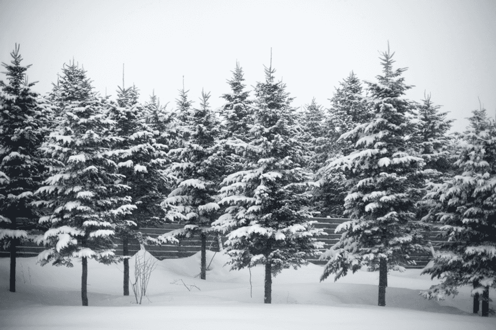 5 Perks Of A Snow Day In College