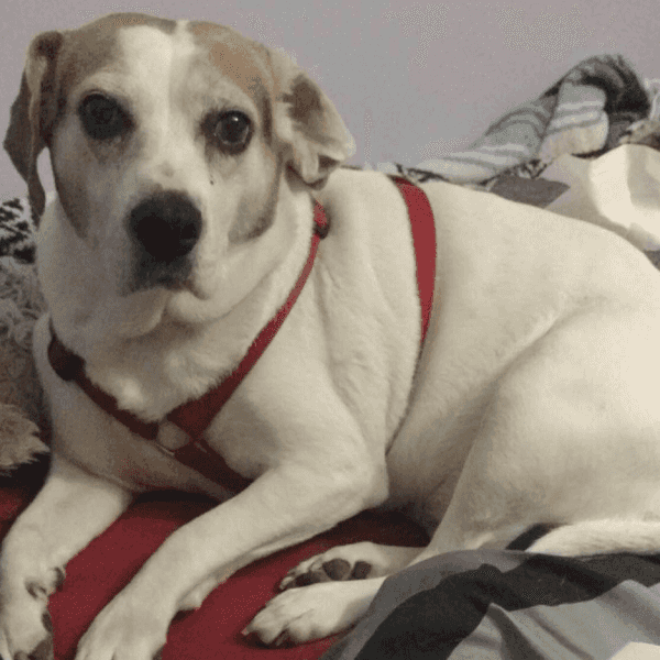 20 Dog Gifs That Describe Going Back to School