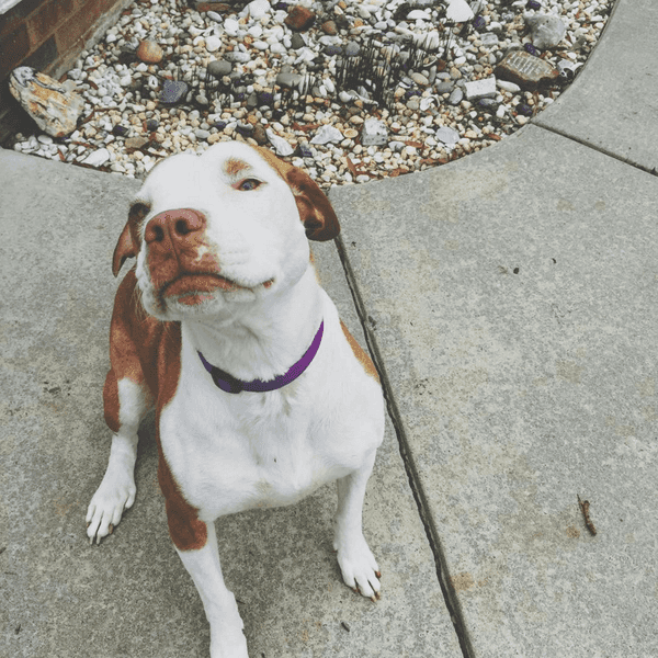 An Open Letter To The Girl Who's Afraid Of Adopting A Dog
