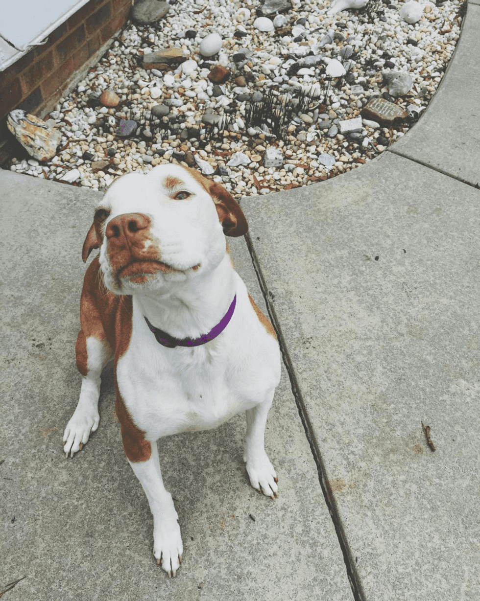 An Open Letter To The Girl Who's Afraid Of Adopting A Dog