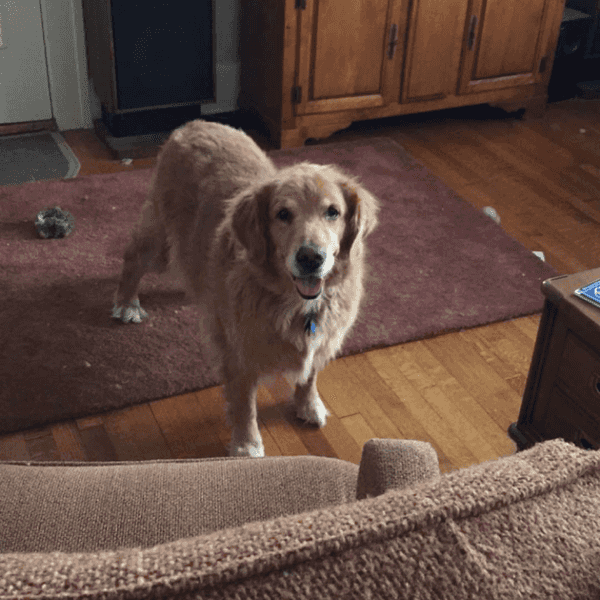 What To Do Before You Leave Your Dog