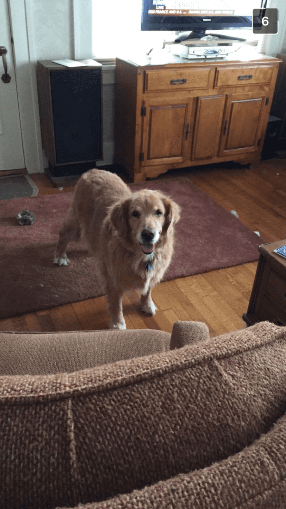 What To Do Before You Leave Your Dog