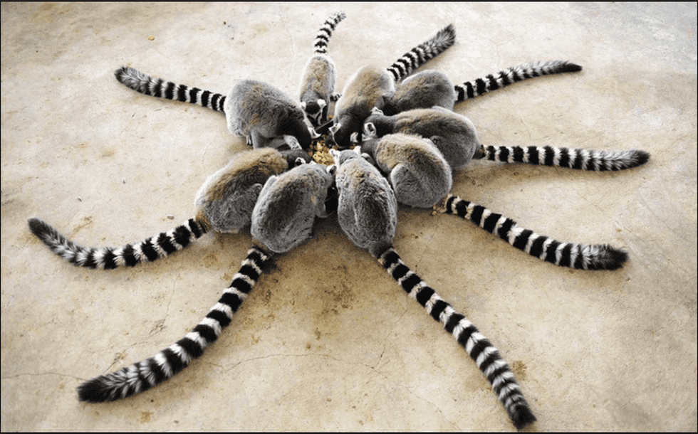 6 Reasons Why Animals Are Better Than People