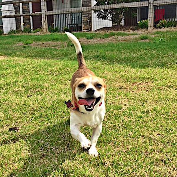 15 Reasons Why Getting A Dog Is Better Than Getting A Boyfriend