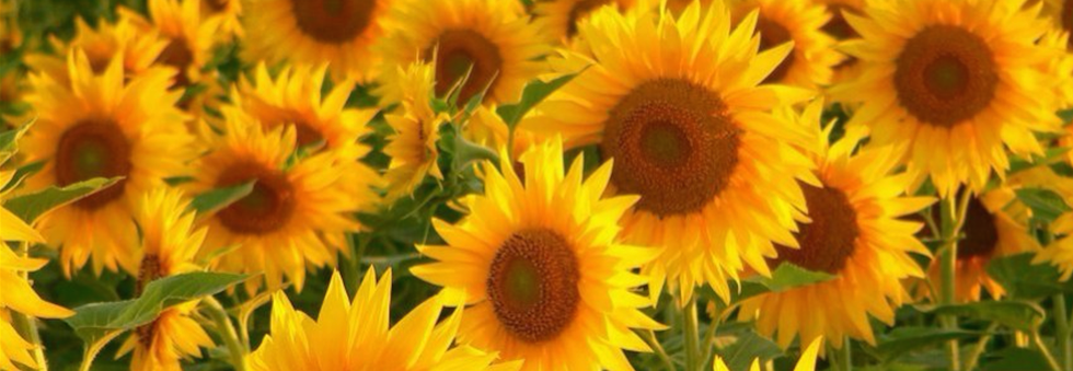 My Dangerously Optimistic Life