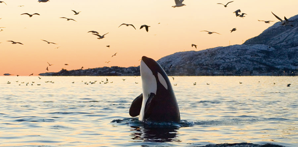 There's a Whale In Your Swimming Pool