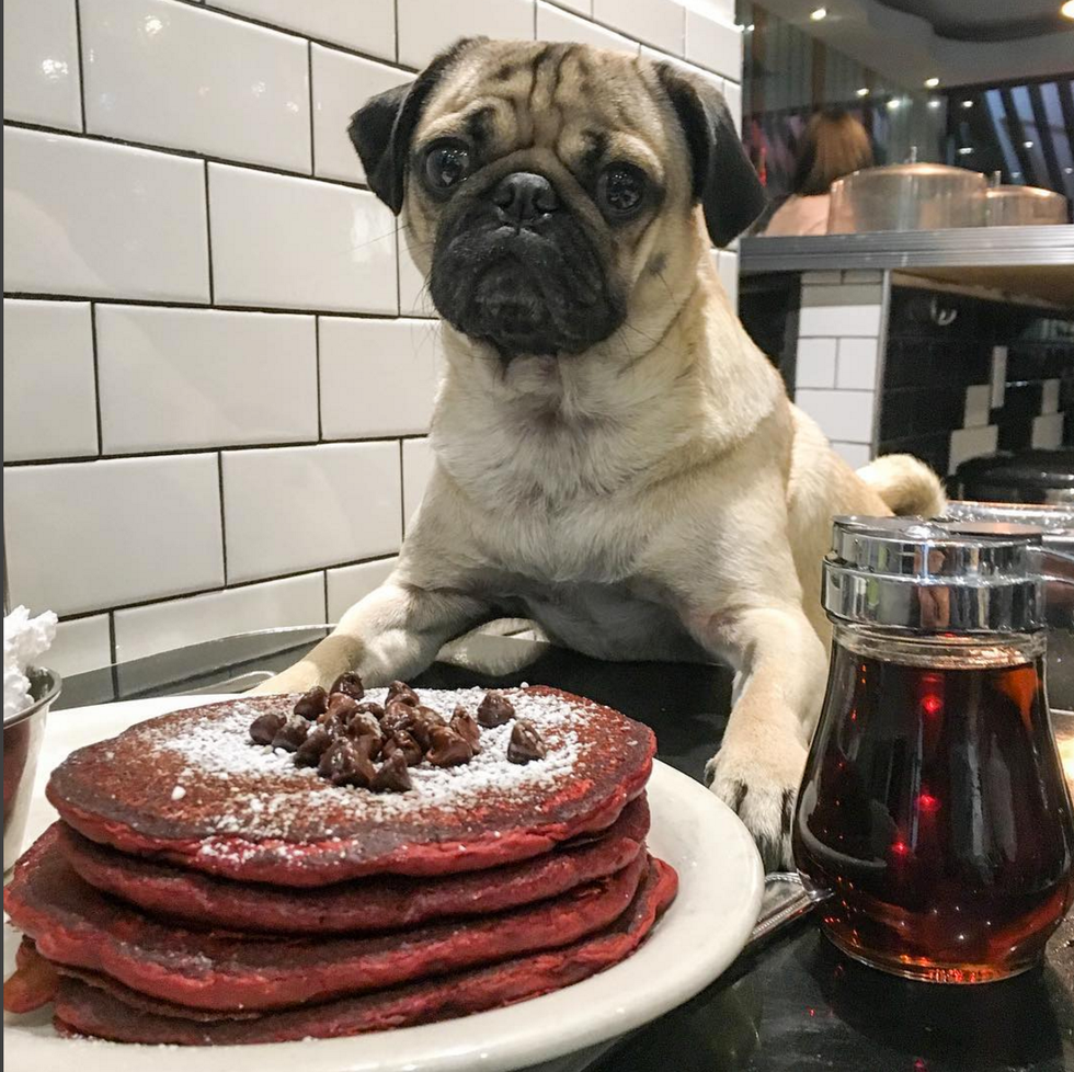 20 Things All Dog Lovers Know To Be True