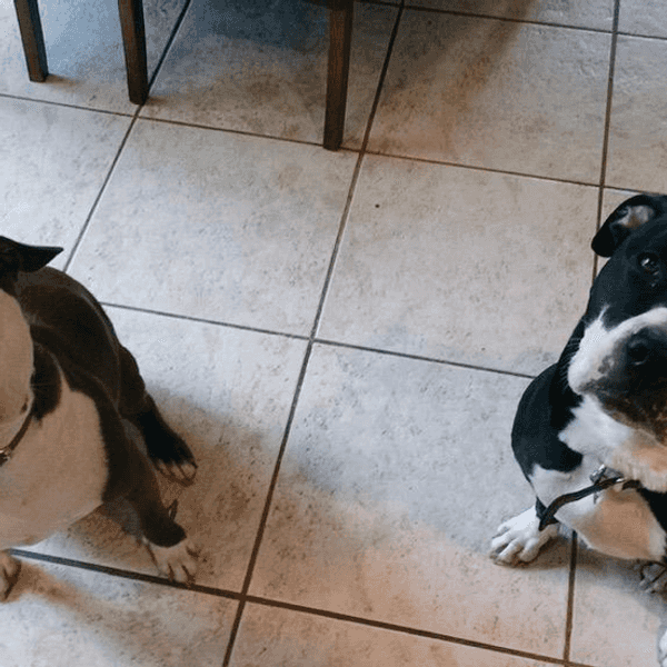 These 4 Dogs Explain Your Typical College Weekend