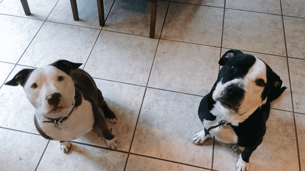 These 4 Dogs Explain Your Typical College Weekend