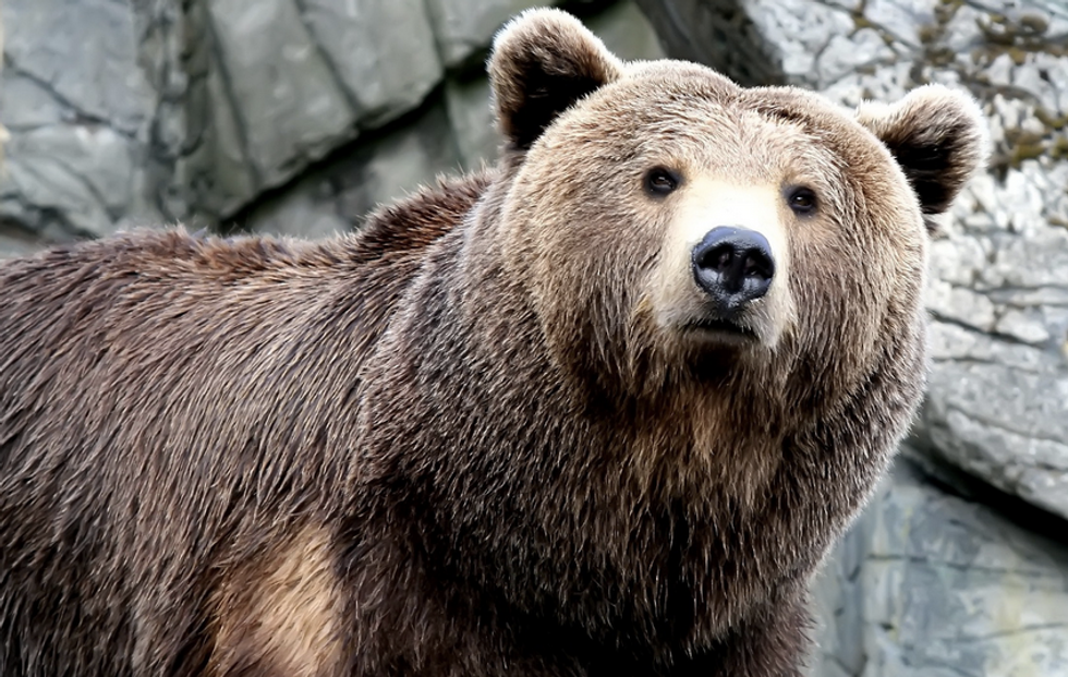 What Not To Do When Encountering Grizzly Bears