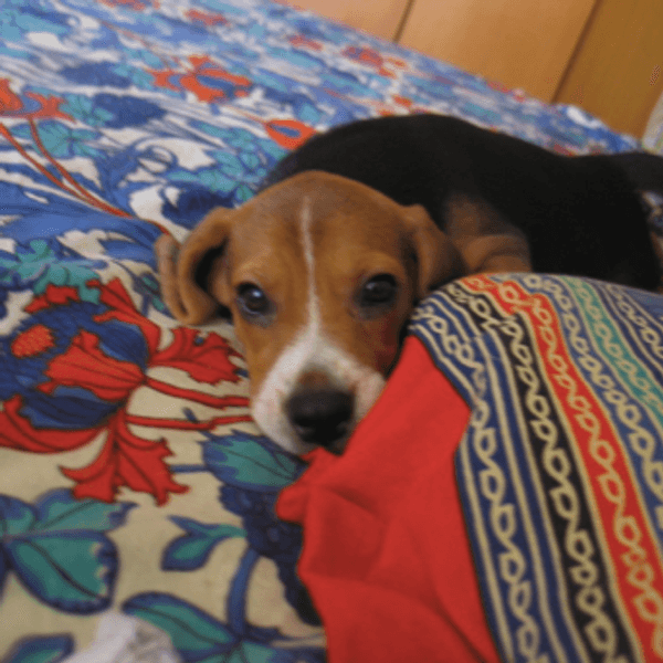 Why My Beagle Makes Life Ten Times More Amazing