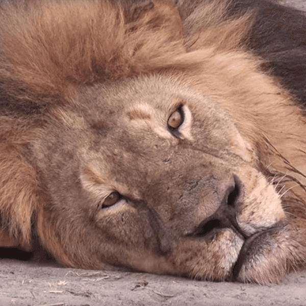 The One Thing Worth Saying About Cecil The Lion