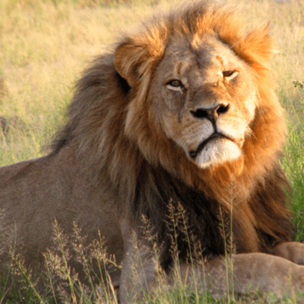 Stop Big Game Hunting