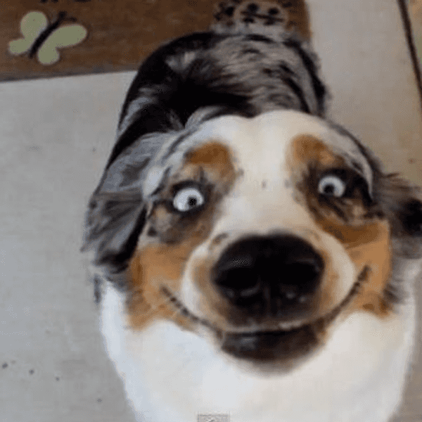 18 Animals That Will Make You Smile Today