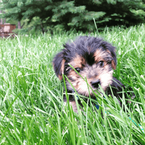 An Open Letter to Dog Haters Everywhere