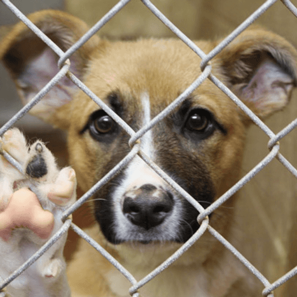 Adopt, Don't Shop