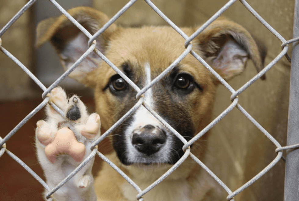 Adopt, Don't Shop