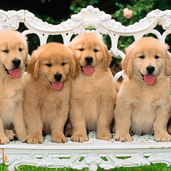 Puppies: All Work Or All Play?