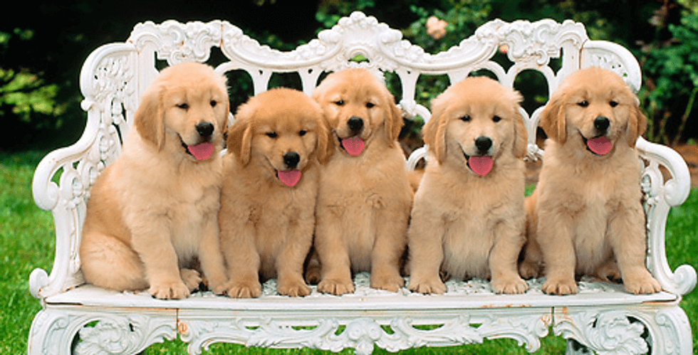 Puppies: All Work Or All Play?