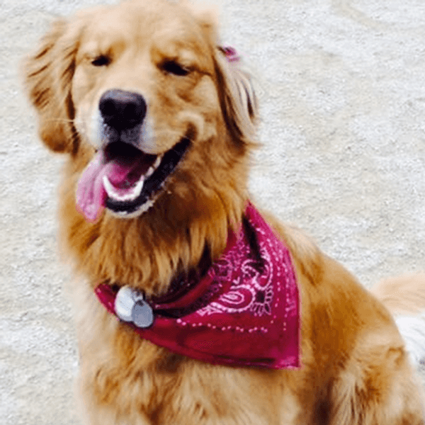 Why Dogs are Definitely Better Than People