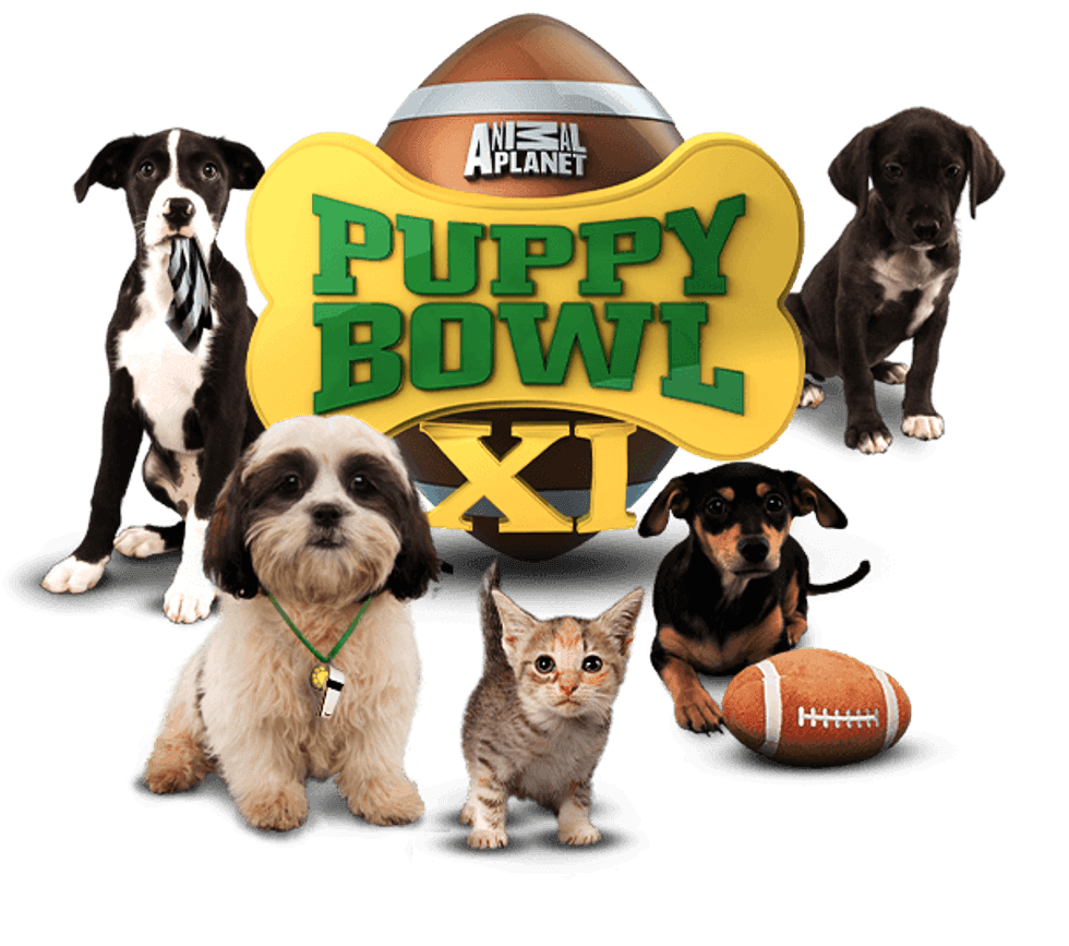 Puppy Bowl Sunday