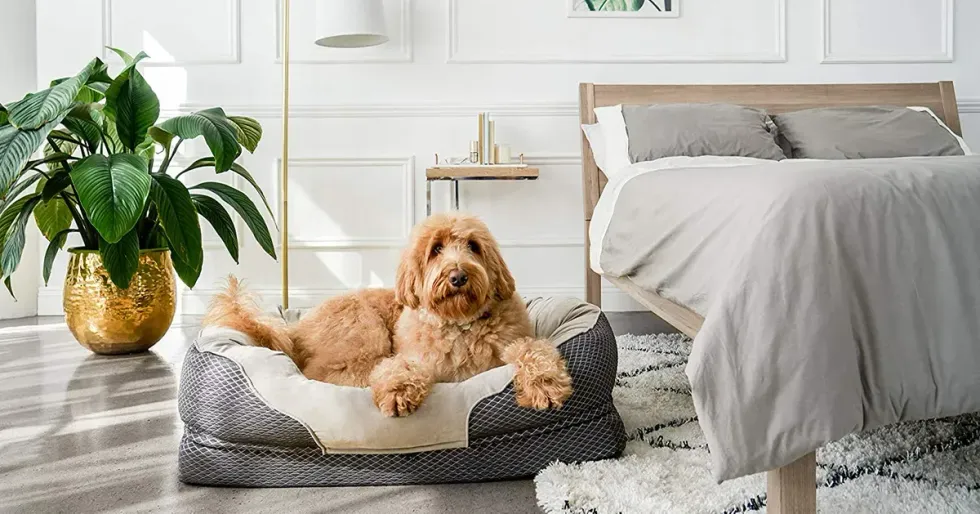 Human Dog Beds: A Comfortable Sleep Solution For All