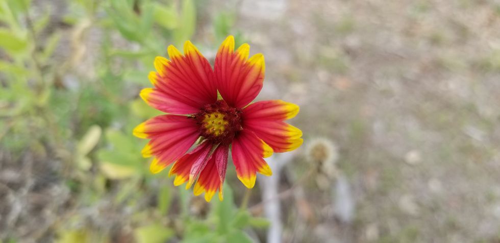 Indian Blanket Flower