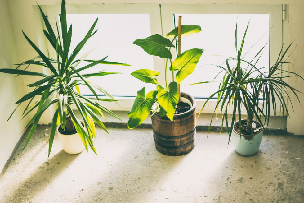 9Things to Know While You Choose to Buy Indoor Plants Online!