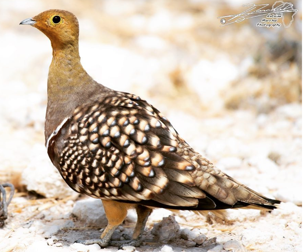 Instagram/ Antoine Marchal