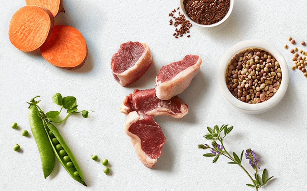 Is Grain Dog Food Good?