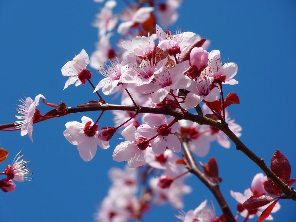 Japanese Cherry Blossom