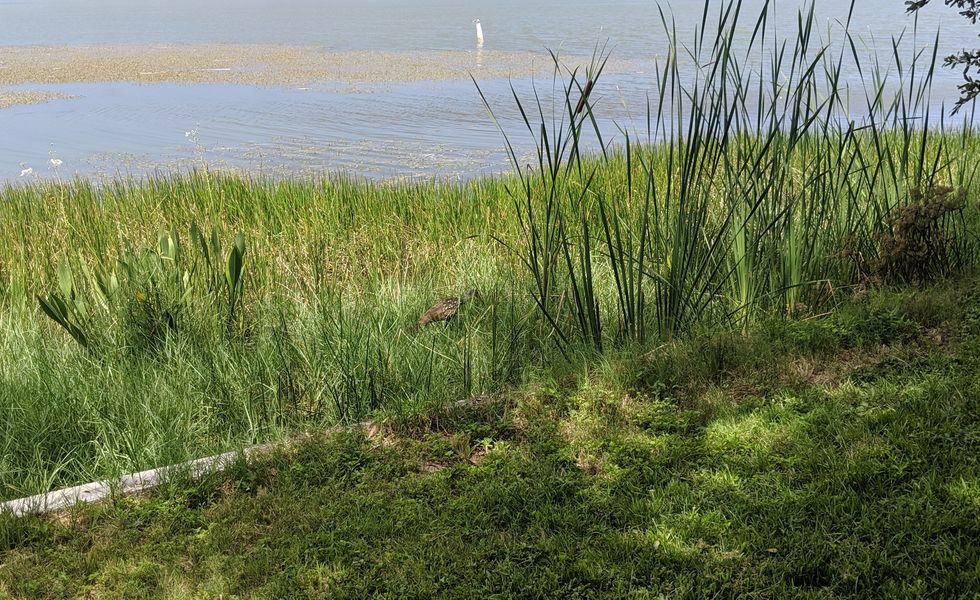 Limpkin hunting in grass