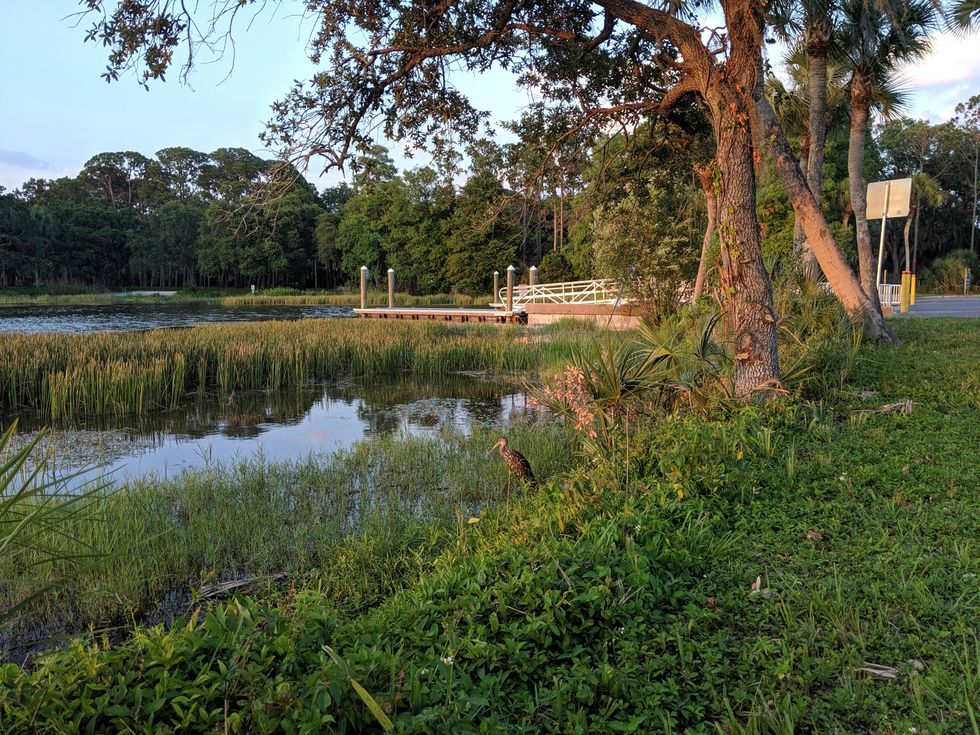Limpkin standing at waters edge