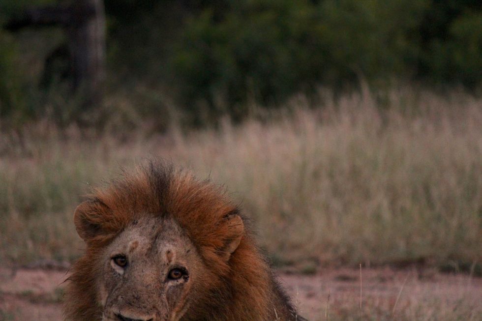 lion, bush, South Africa, safari