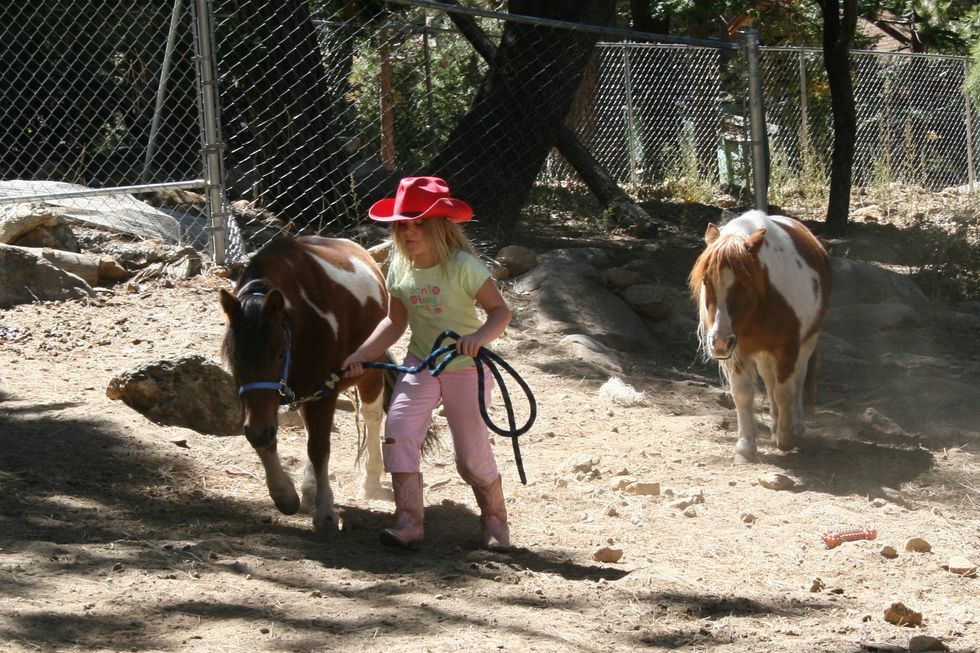little girl and horses