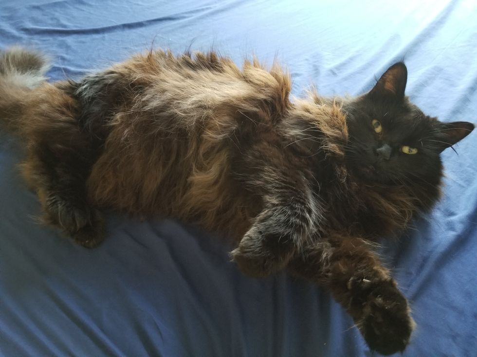 Long Haired Black Cat