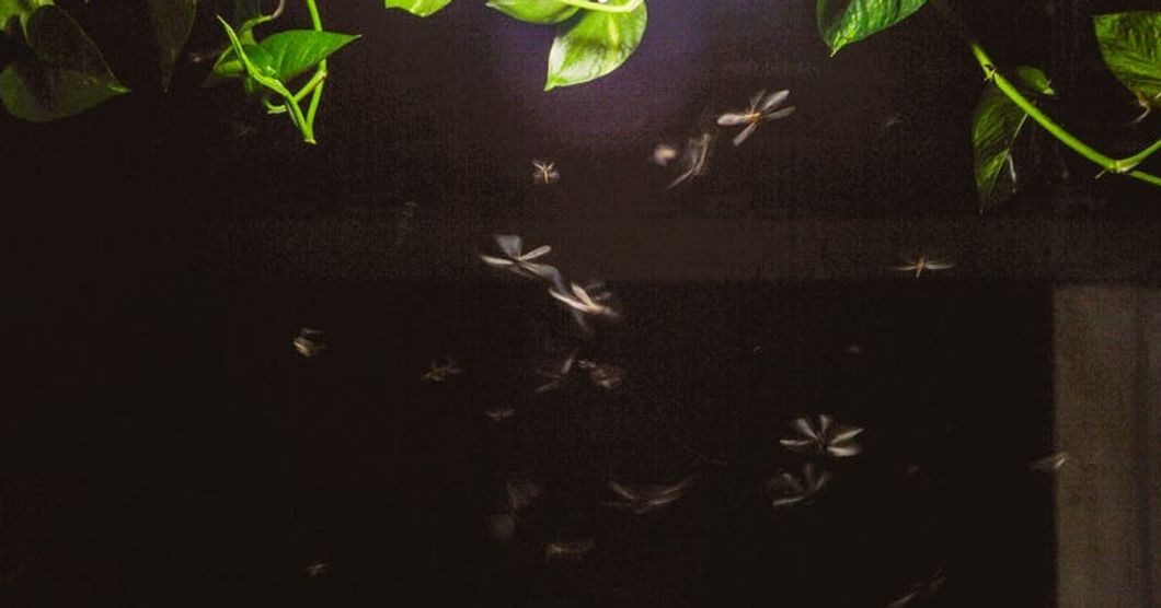 lots of large-winged bugs flying around a light at night with leaves in the background.