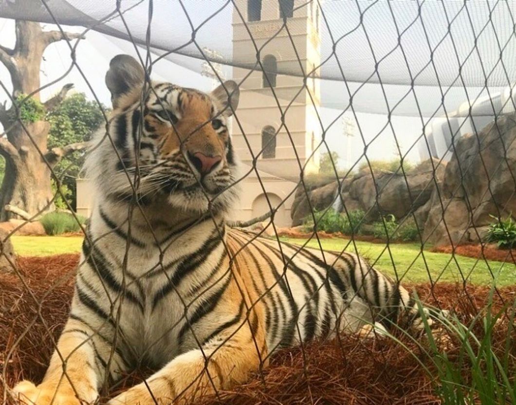 lsu mike the tiger