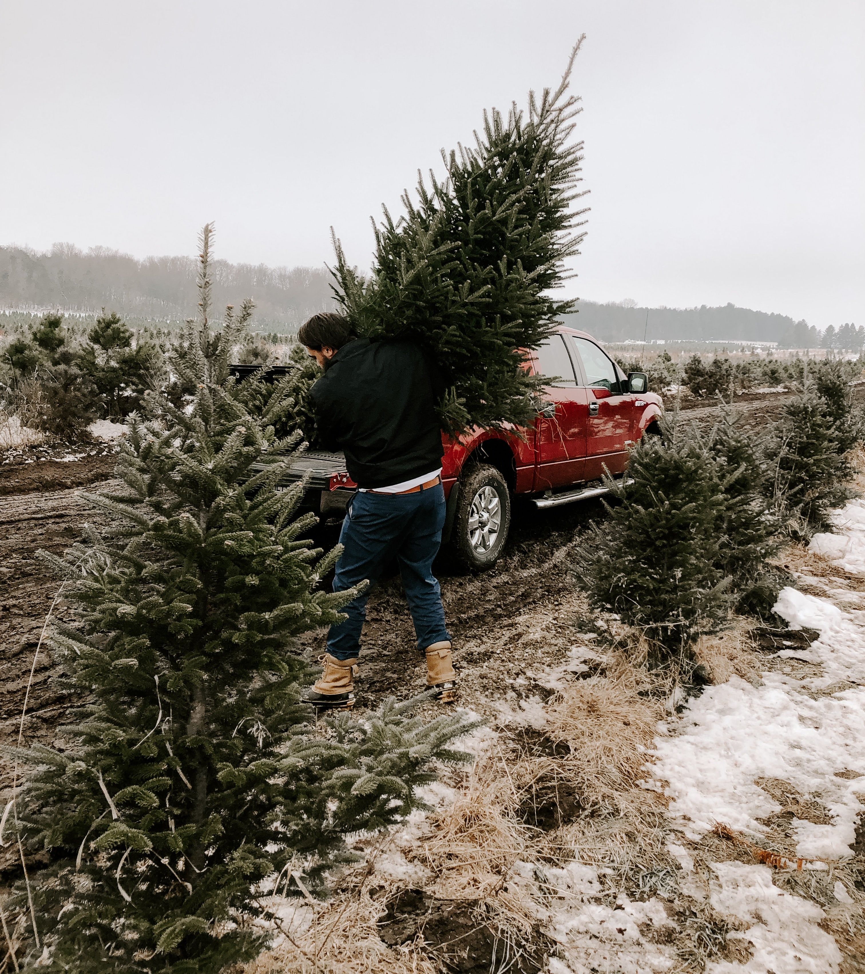 Man carrying christmas tree from the tree farm.