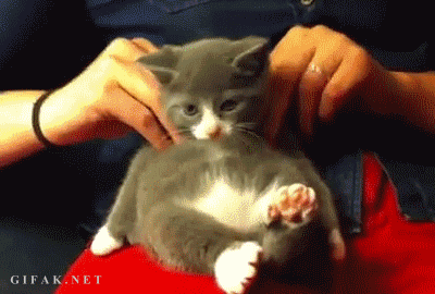 Massaging kitty