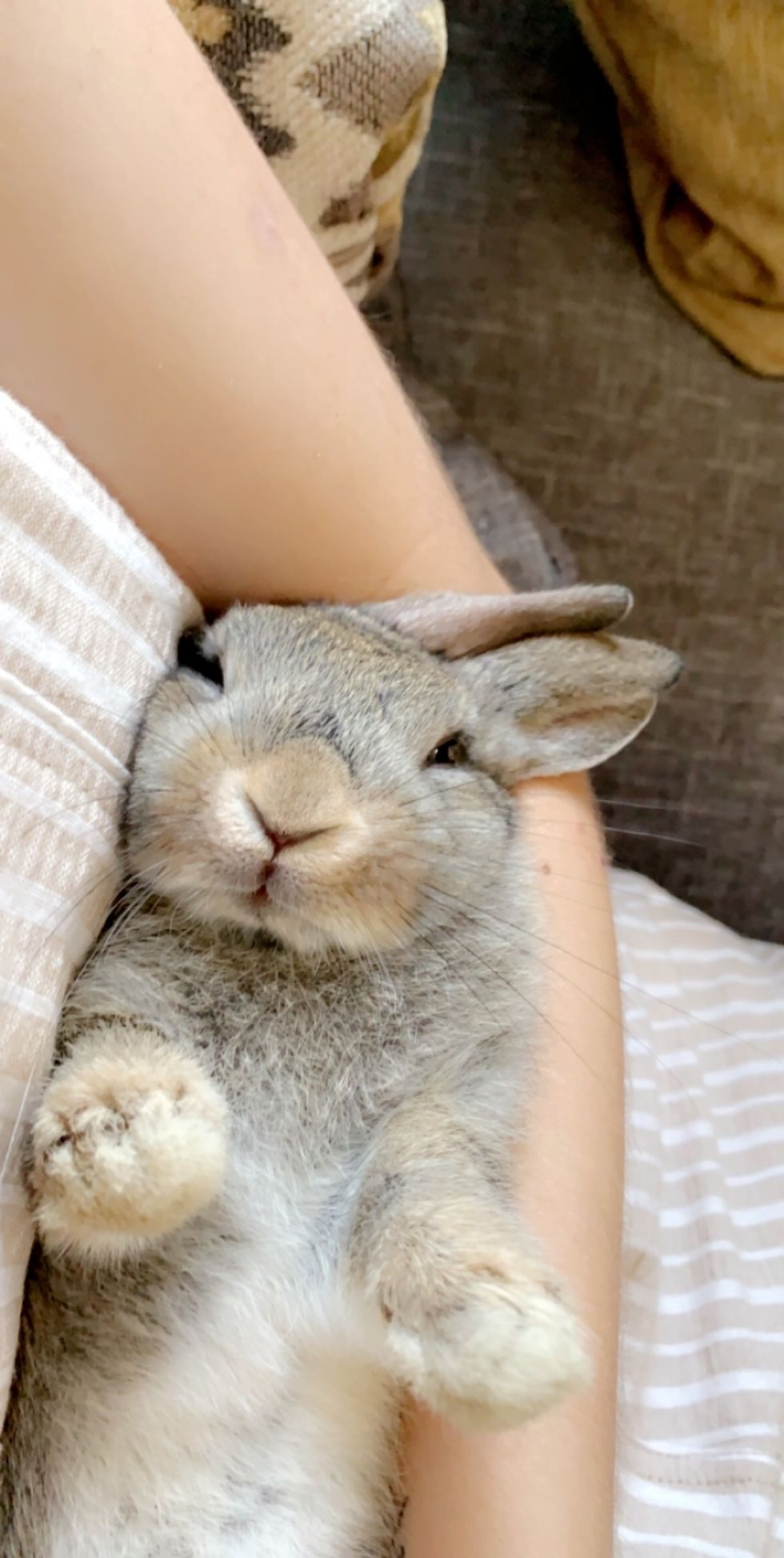 Why A Bunny Is The Best Emotional Support Animal