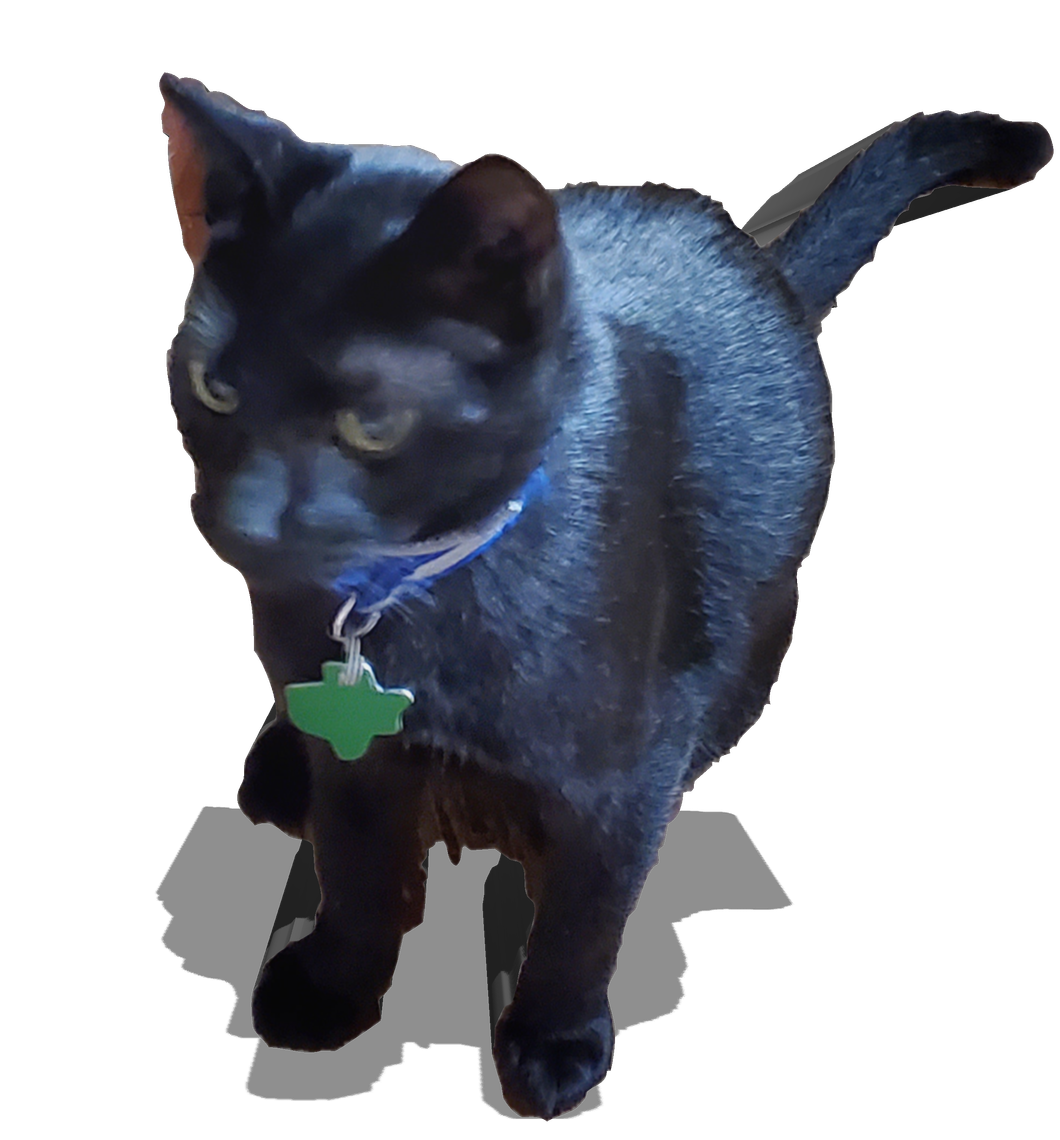 When A Cat Chooses You It Makes All The Difference