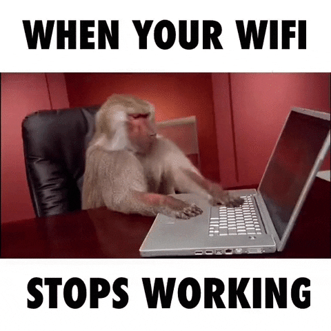 Monkey and Wifi