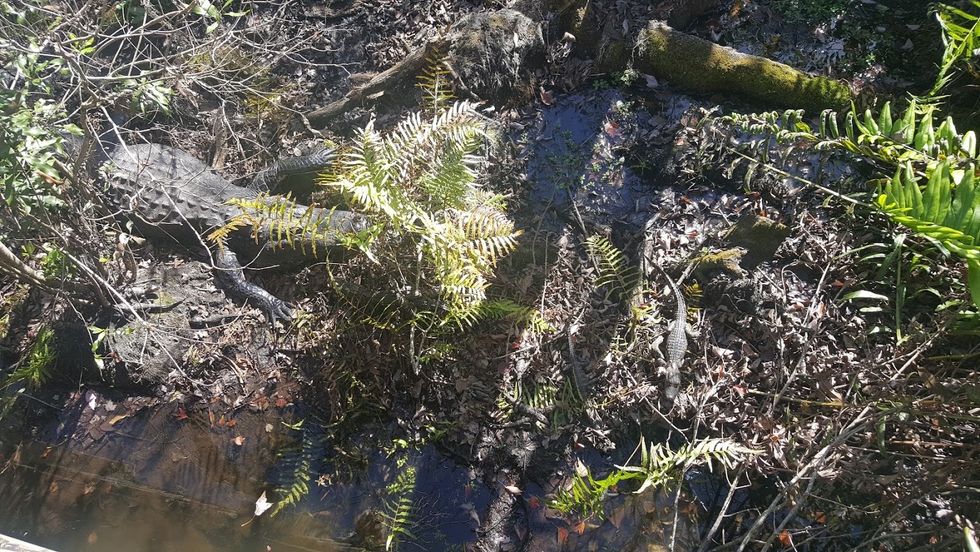 Mother and Baby Alligators