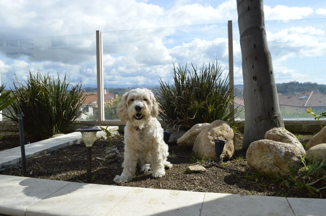 For My Fluffy Best Friend