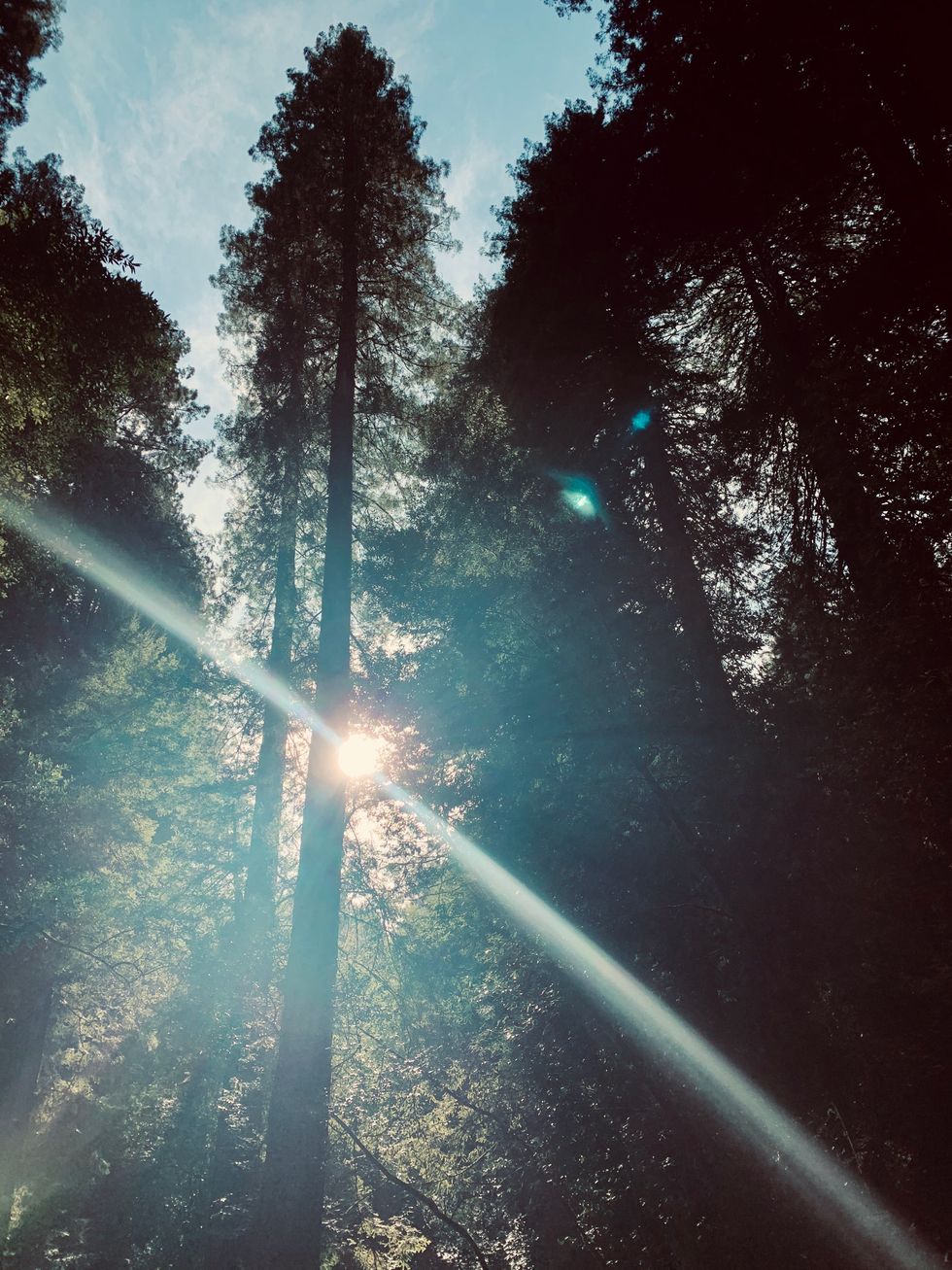 Muir Woods National Monument