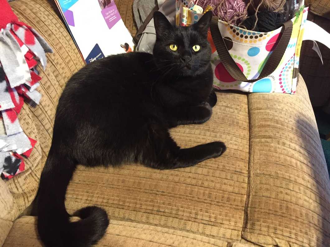 Quarantine Cat-astophe - My Cats Want Me Out Of The House