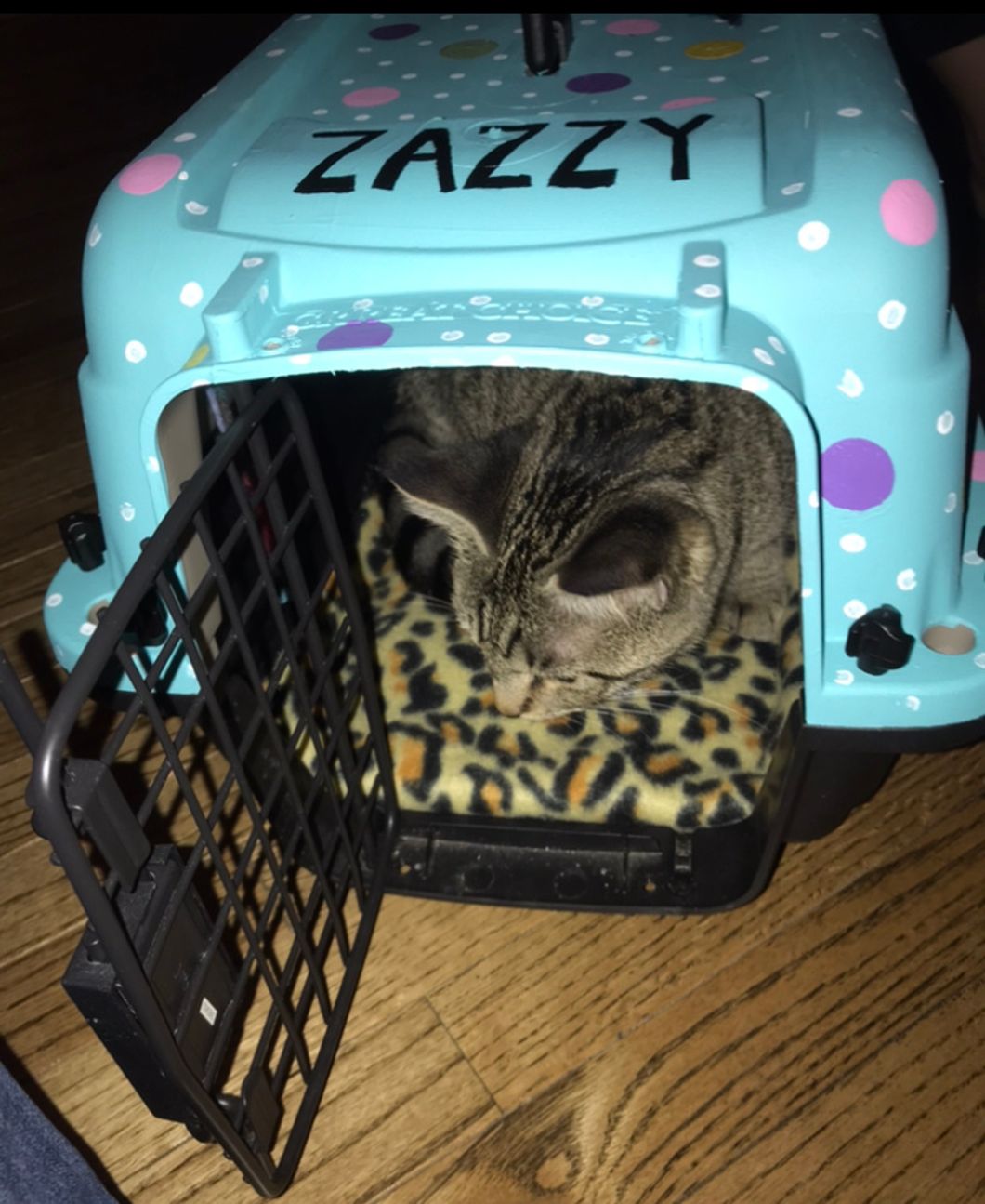 Help! My Cat Hates Their Crate!